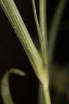 Asian spikesedge